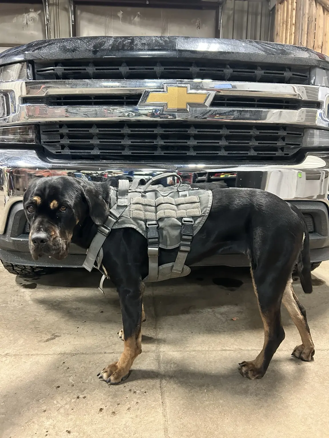 Shop dog beside a pickup inside the Standard Auto Spring Works workshop